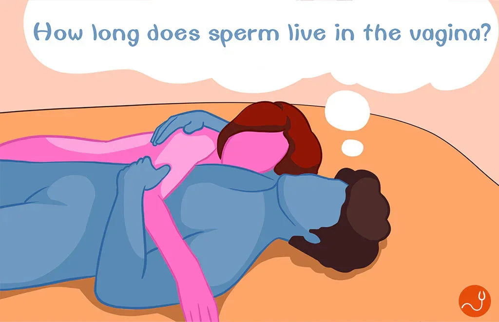 How long does sperm live in the vagina? - RealVagina